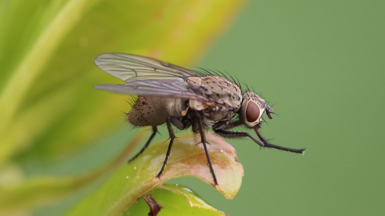Fly Extermination
