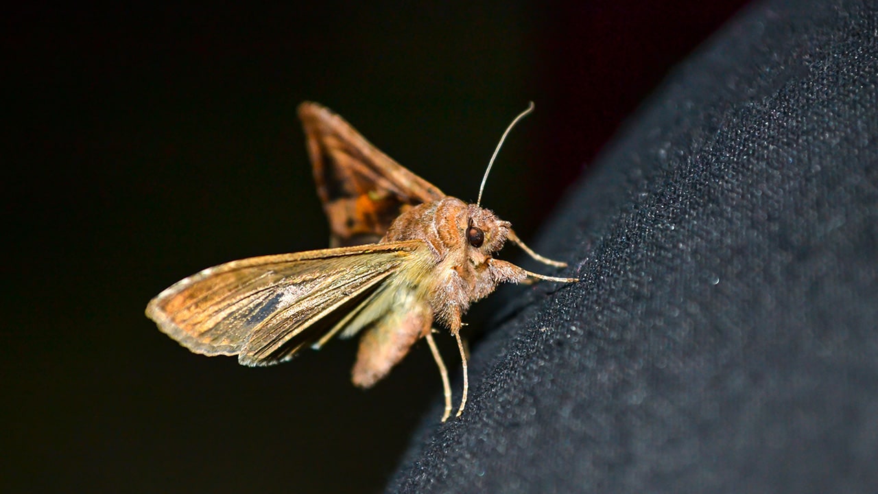 Cloth Moth Extermination Cloth Moth Extermination