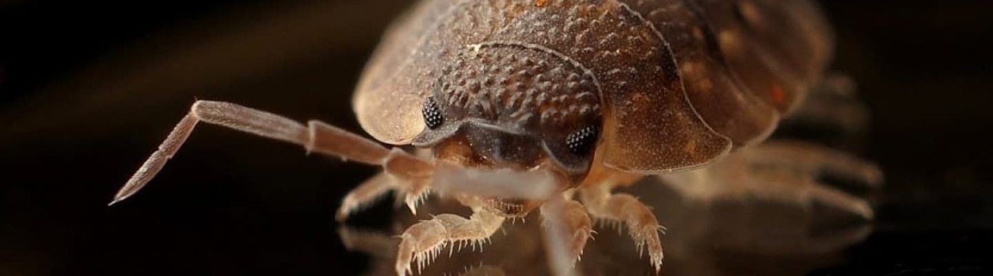 bedbugs